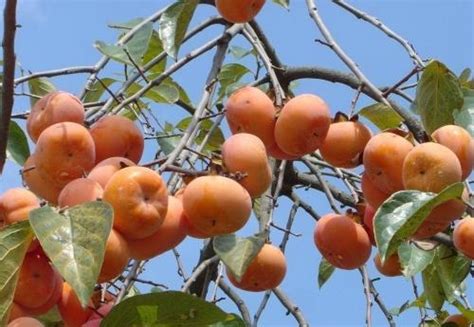 柿子樹開花 熊 風水